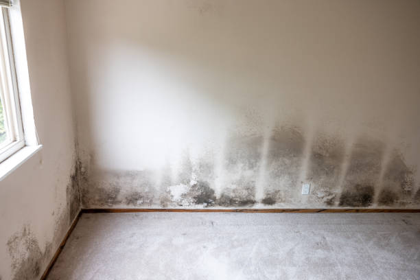 Best Air Quality Testing for Mold Spores  in Contoocook, NH